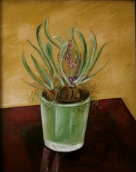 HYAZINTHEN HYAZINTHEN